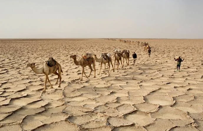 Camel salt caravan crossing cracked dry earth in the Afar region, Ethiopia
