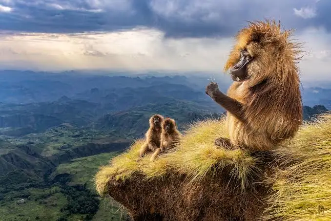 Gelada baboon family resting on a highland ridge in the Simien Mountains, Ethiopia