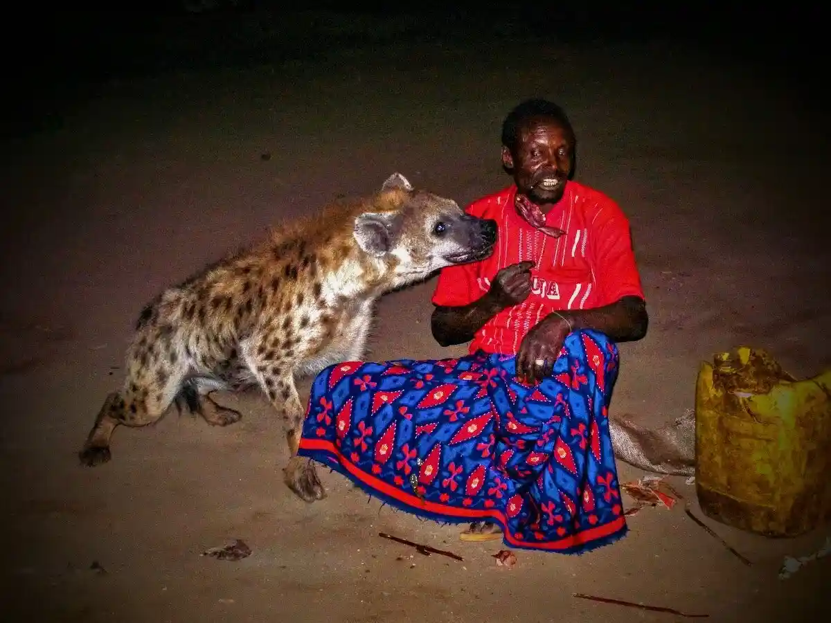Hyena feeding tradition at dusk near Harar, Ethiopia