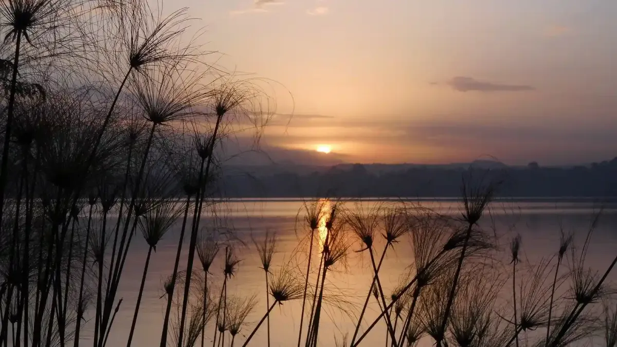 Papyrus reeds silhouetted against a Lake Tana sunset, Bahir Dar, Ethiopia